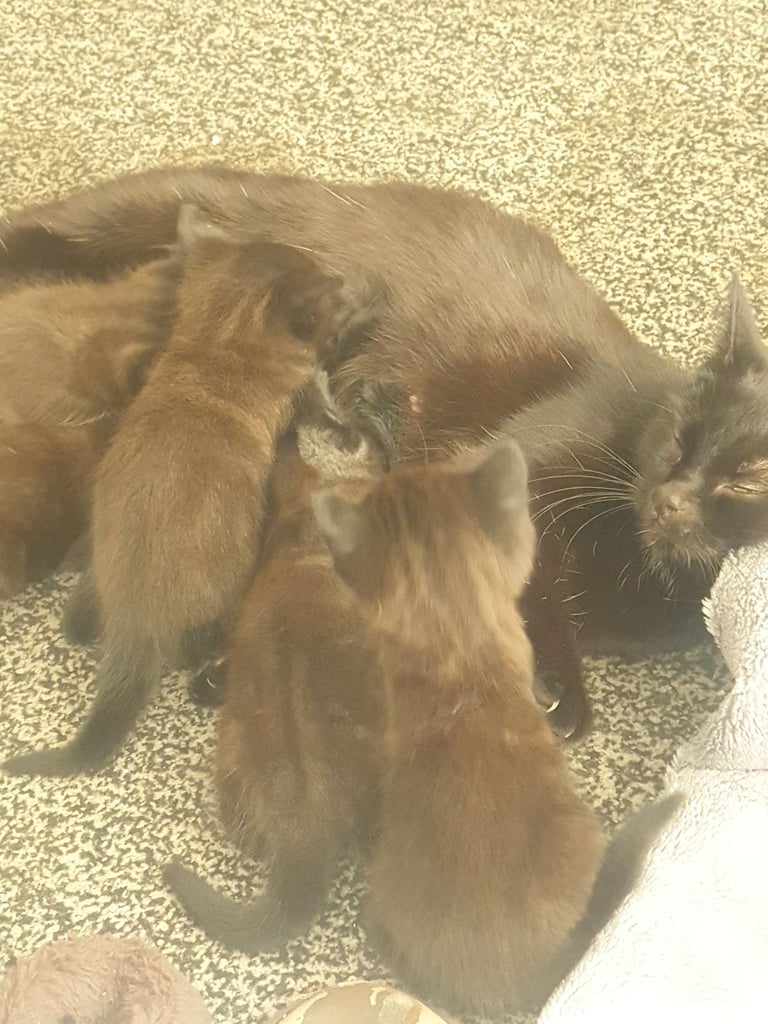 Adorable kittens 