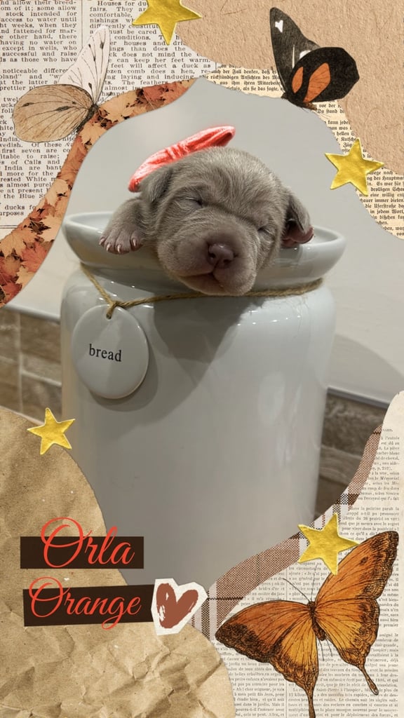 Neapolitan Mastiff X Cane Corso