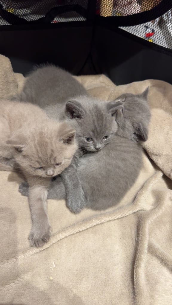 Beautiful Fluffy British Shorthair Kittens
