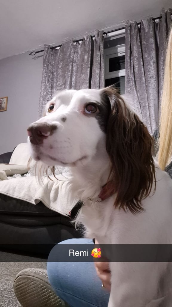 Springador puppies for sale 