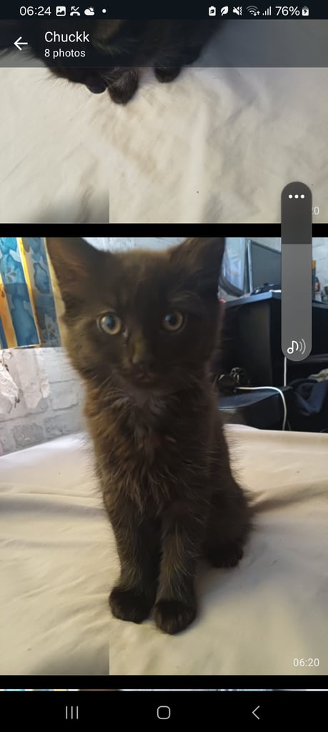Kittens