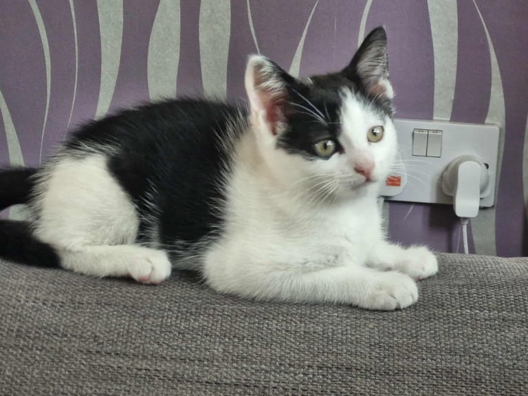female kitten 