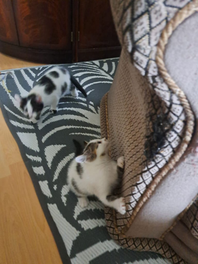 Kittens 