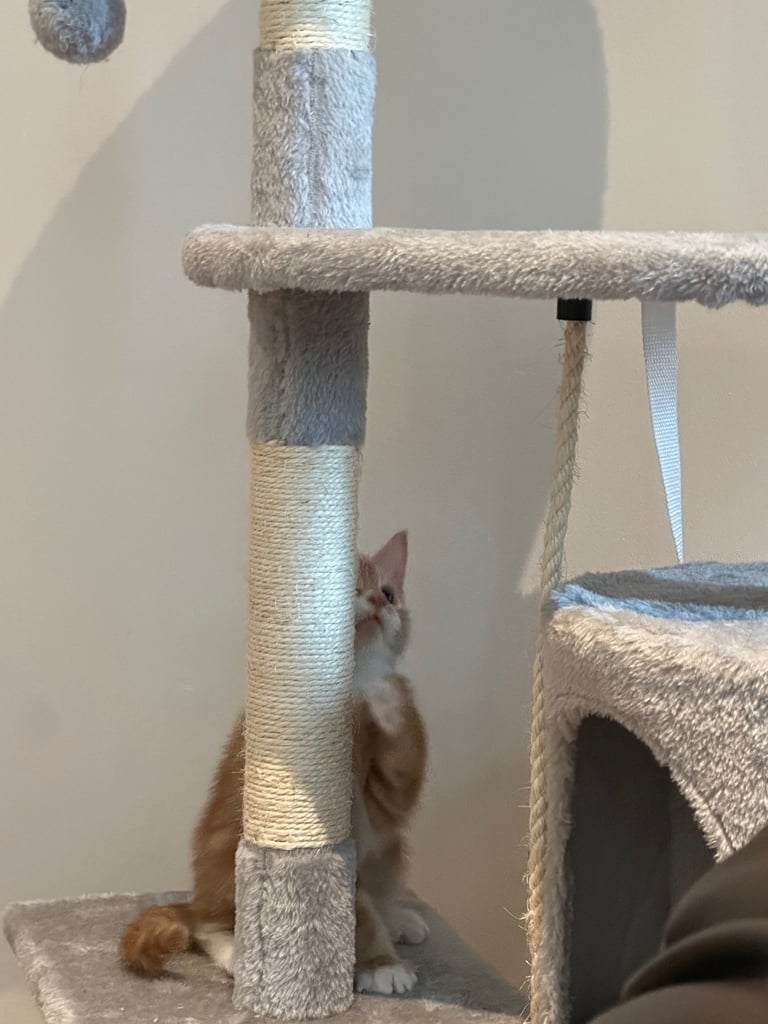 Ginger kittens available