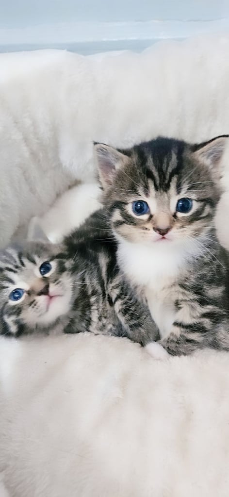  Siberians  long haired kittens 😸  2 GIRLS 1 BOY 