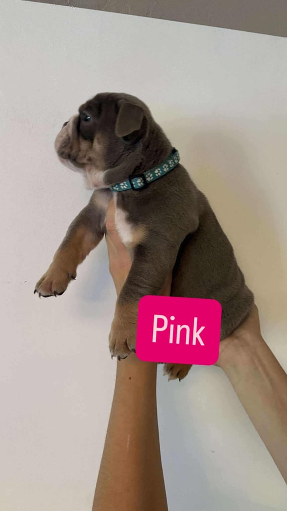 Stunning English Bulldog Puppies 