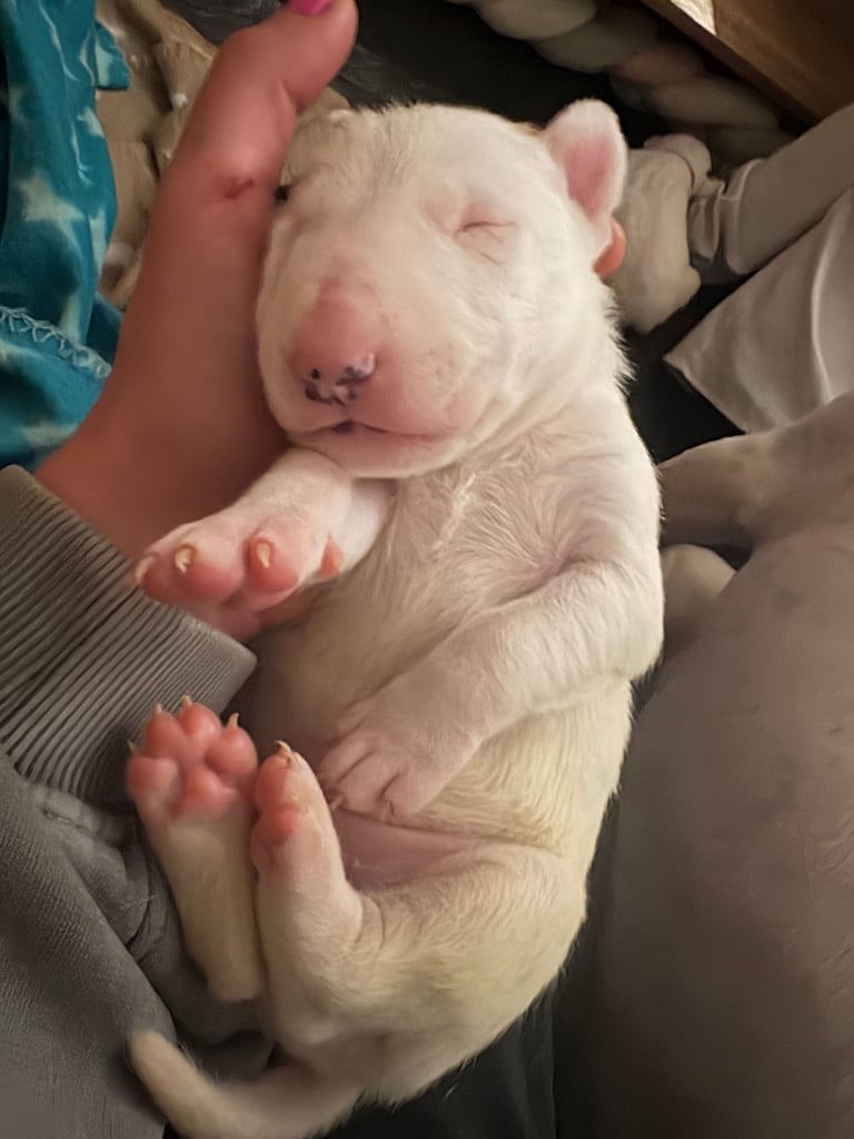 KC English Bull Terrier puppies 🐾