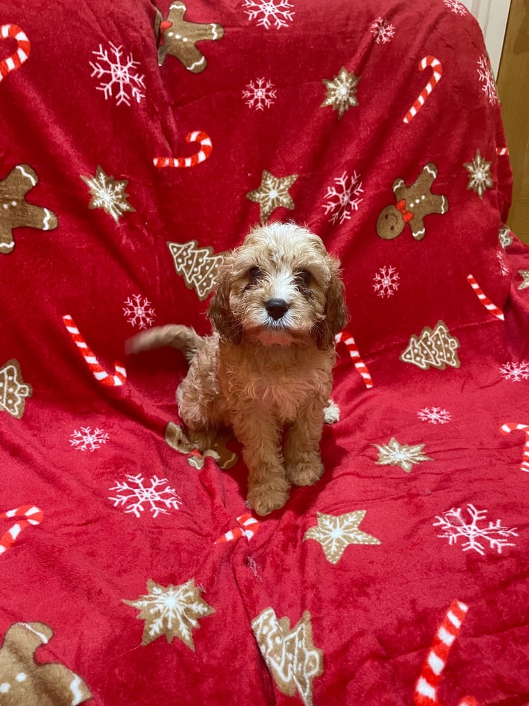 🐶🐶Beautiful fluffy Cavapoo puppies 🐶 🐶