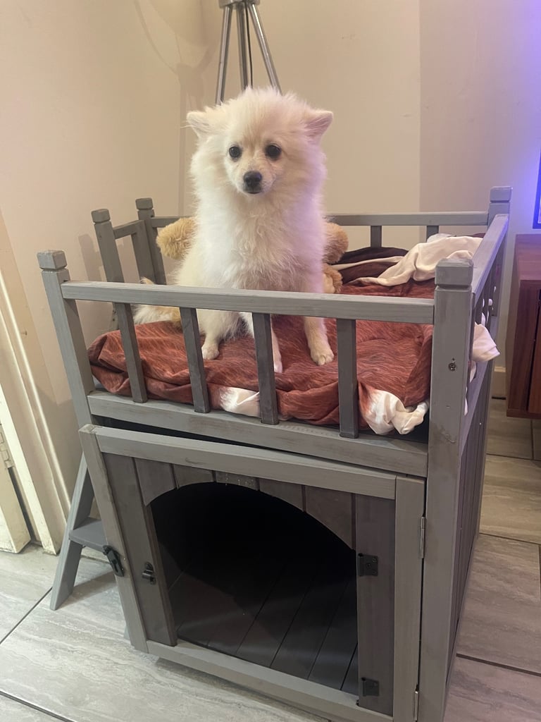 .	“Fluffy Little Pomeranian Puppy Ready to Melt Your Heart 💕”