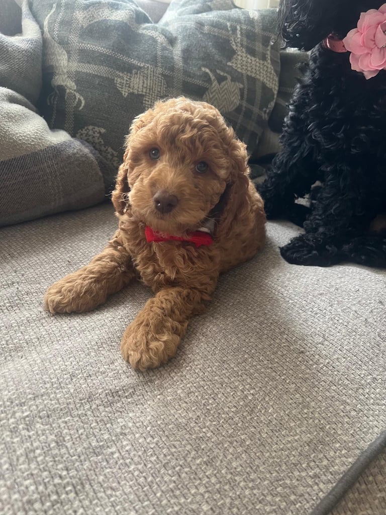 Cockapoo puppy 