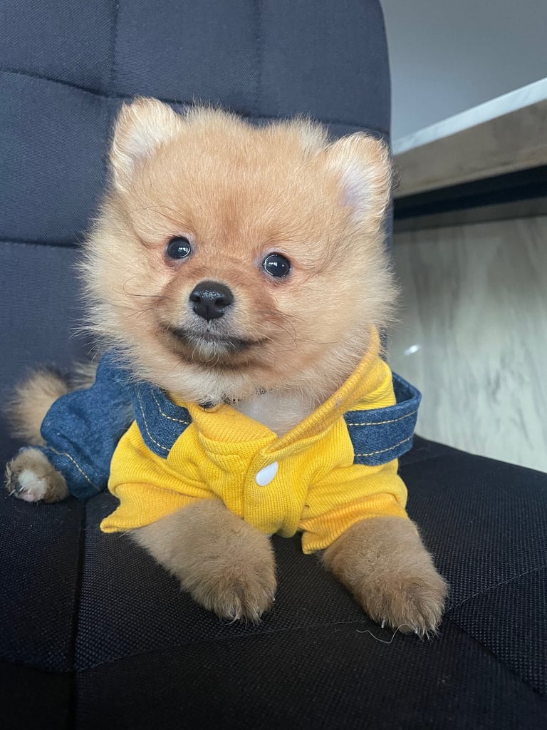 Beautiful Pomeranian puppies ready to go 