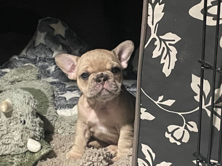 French bulldog pups