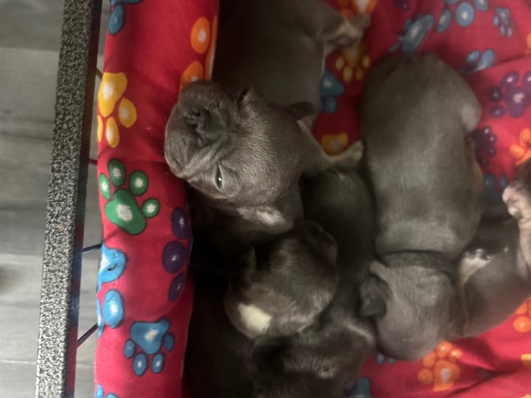 French bulldog puppies 