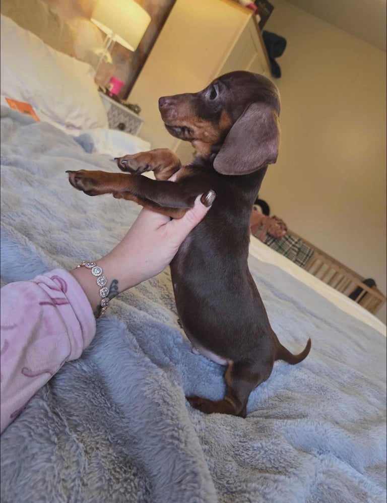 Miniature Dachshund Puppies