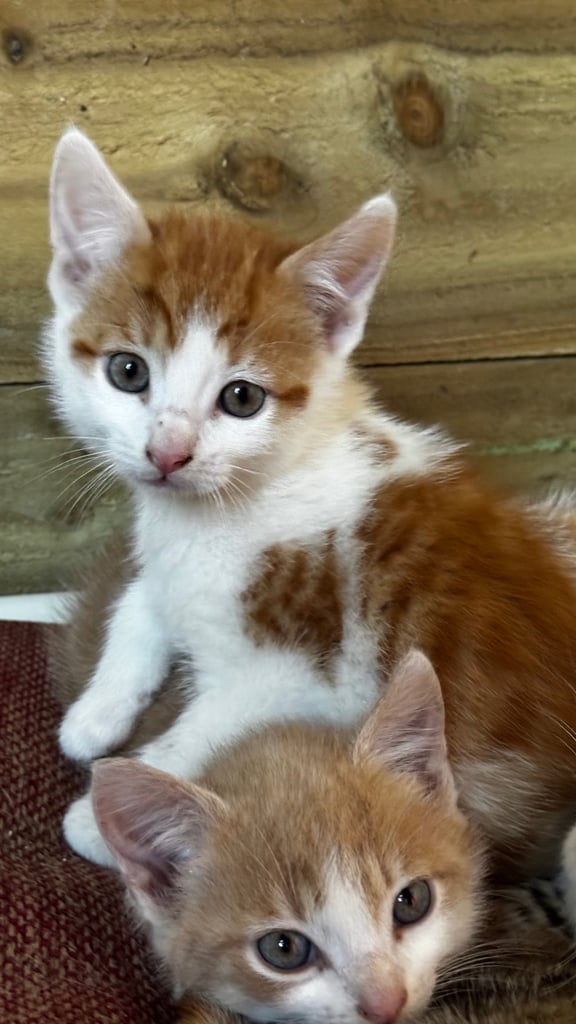 3 beautiful kittens, ready to leave now. 