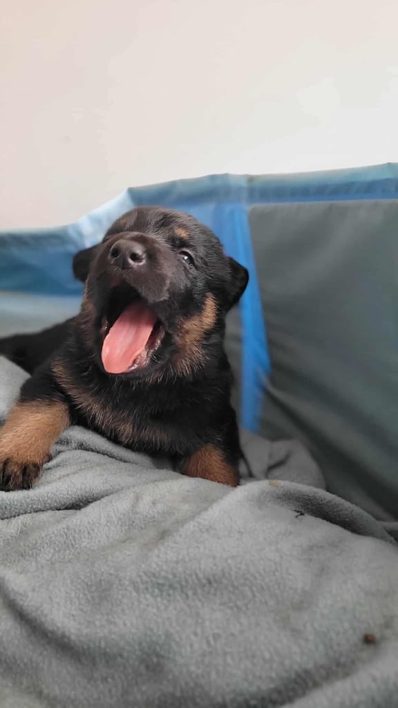 German Shepherd Puppies 3 Left