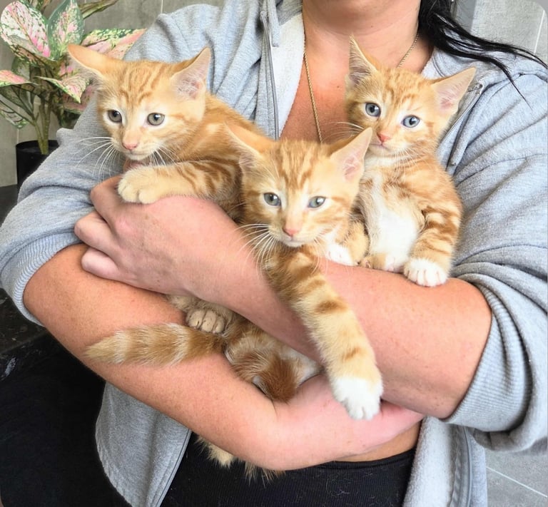 Ragdoll cross kittens
