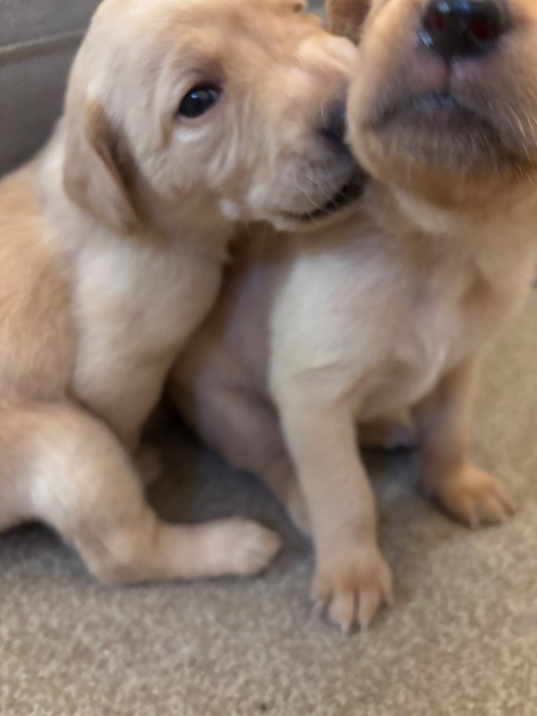 Red fox Labrador puppies for sale 