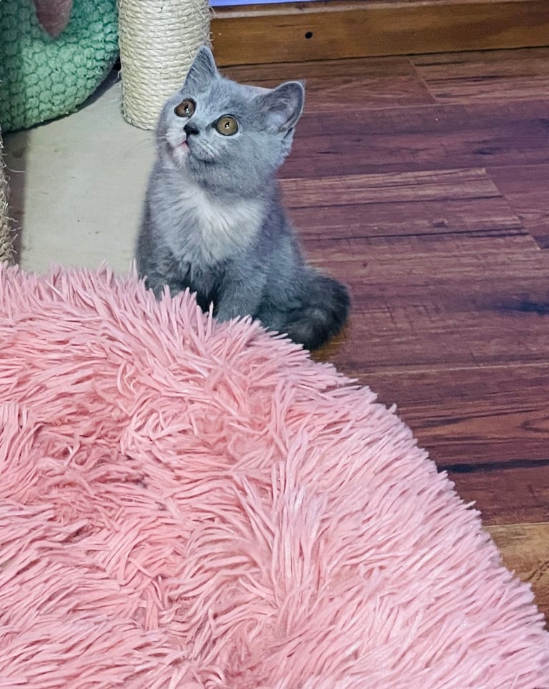 British Shorthair girls and boy looking for a new home