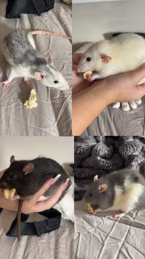 rats *Sold*