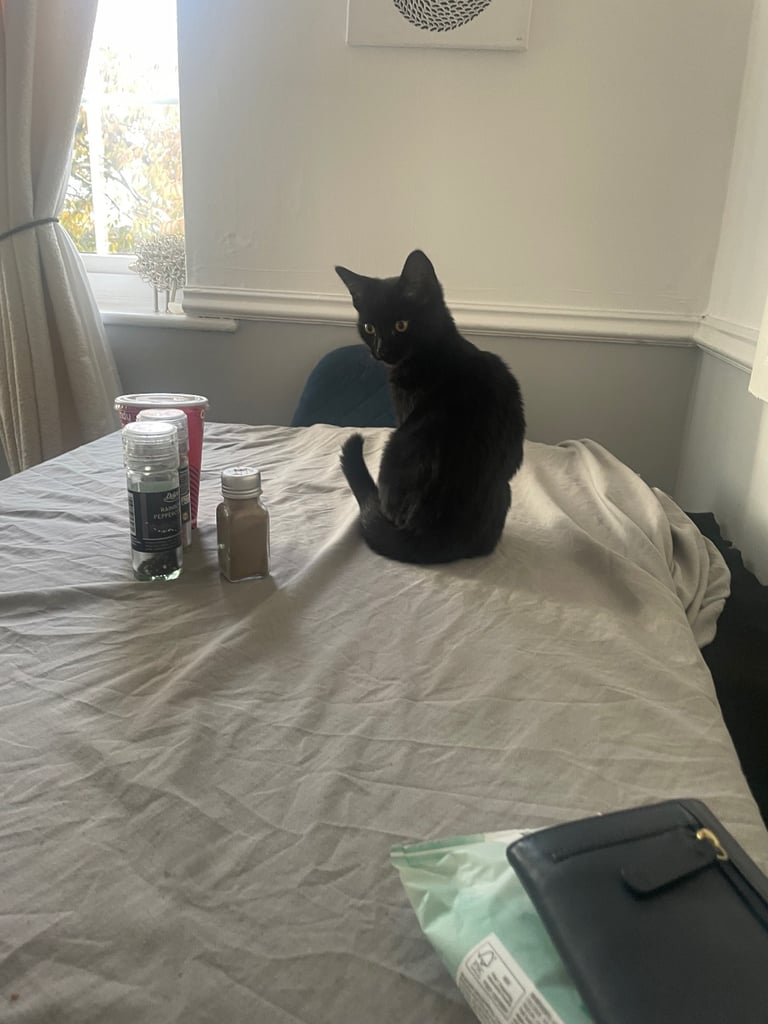 4 month black beautiful kitten for sale