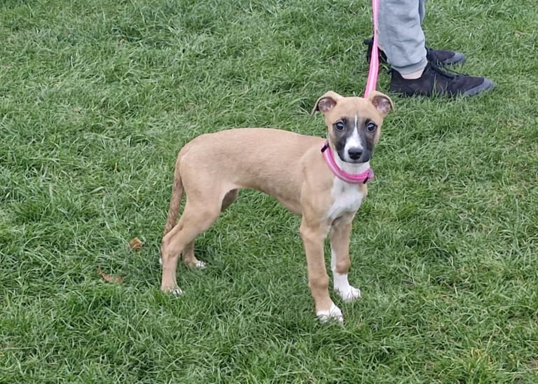 Lurcher puppy