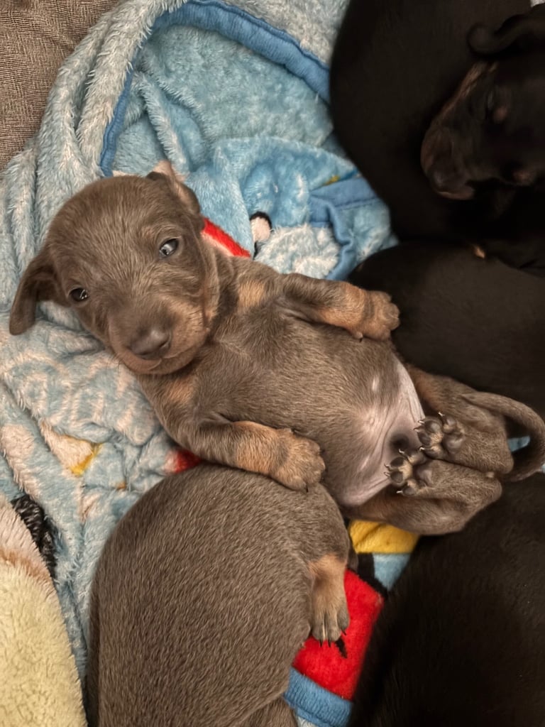 Miniature dachshund puppies