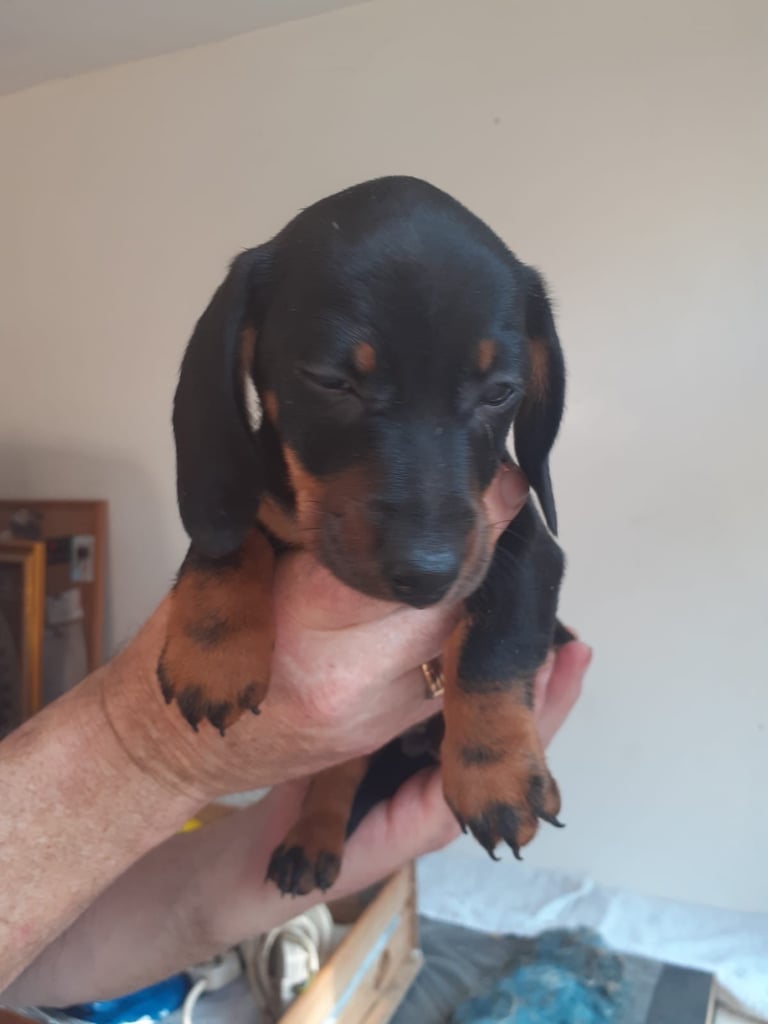 Stunning miniature Dachshund puppies ready now