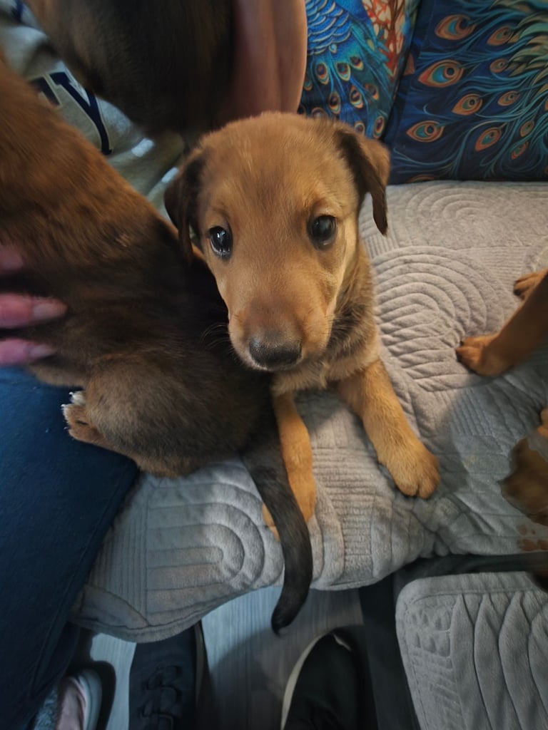 Belgian malinois x Aierdale terrier