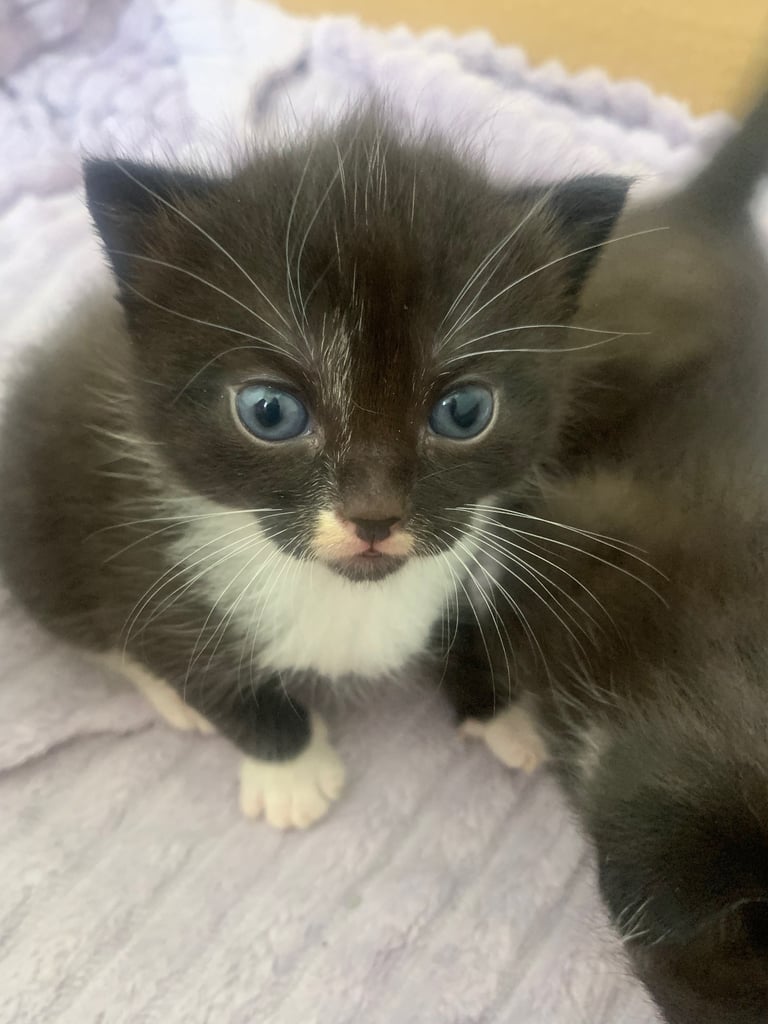 Kittens 