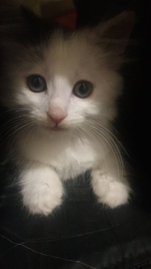 3 months old turkish kitten