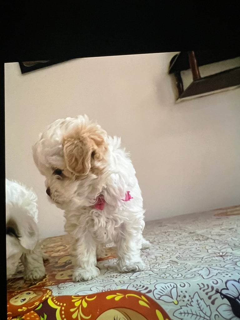 Maltese