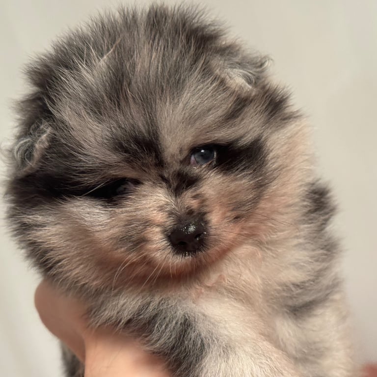 Fluffy and adorable Pomeranian puppies