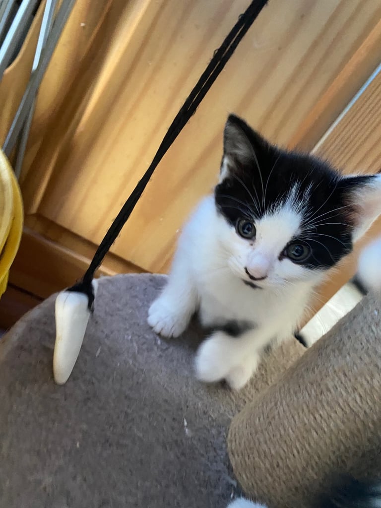 image for 5 kittens for sale