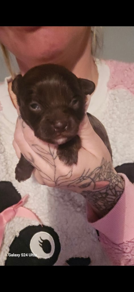 1 time miniature pomapoos 