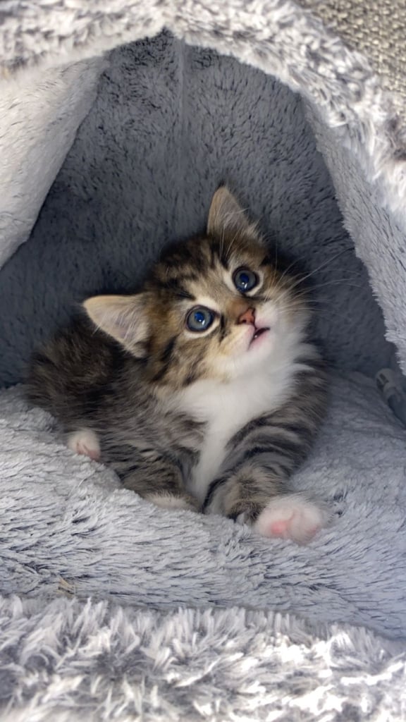 image for Adorable Kitten Ready For A New Home 🏡 