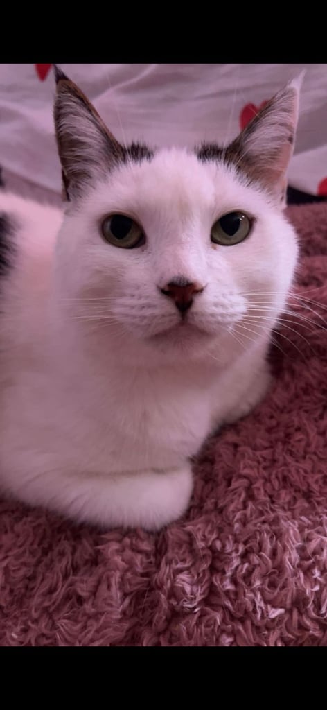 5 year old female cat