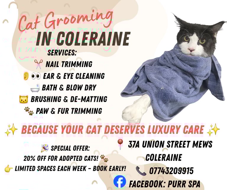 Cat grooming in Coleraine 