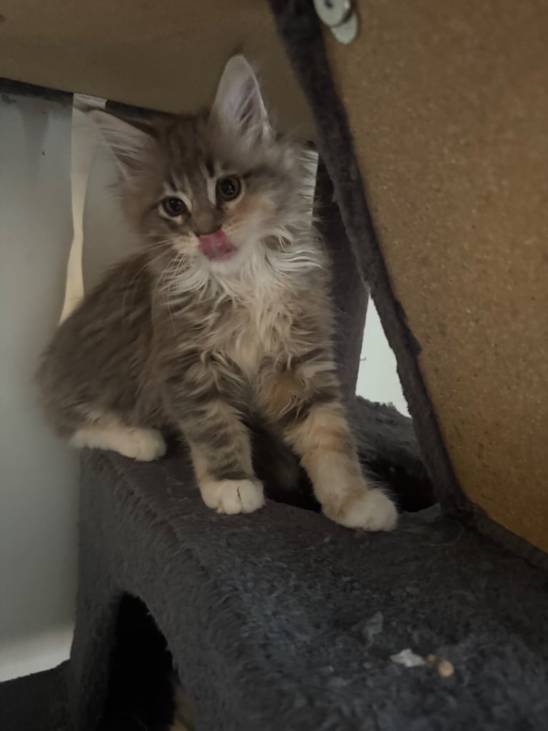 Pedigree Tica registered fluffy XL Main coin kittens 