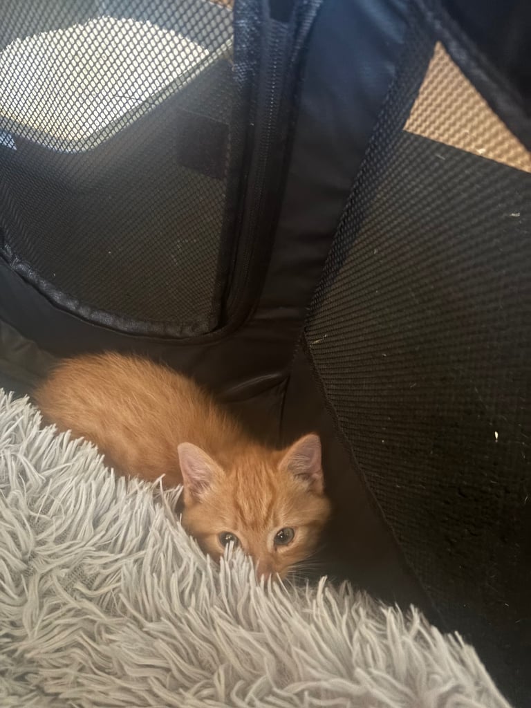 Two tabby x main coon 7 month old kittens