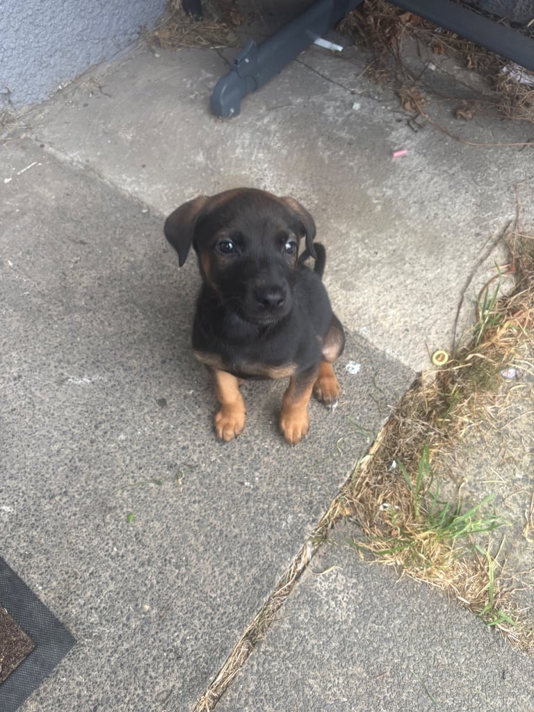 Dobrmen x malinois puppy