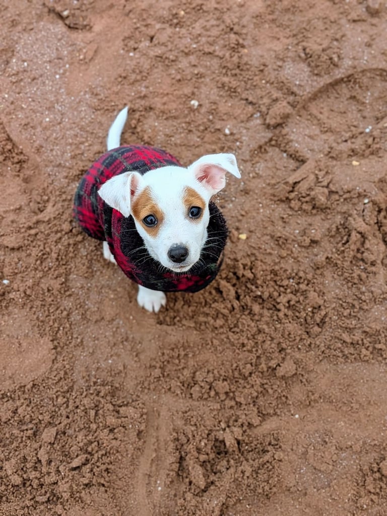 Gorgeous miniature Pomchi puppy 