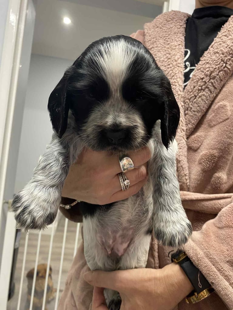 Sprocker spaniel pups