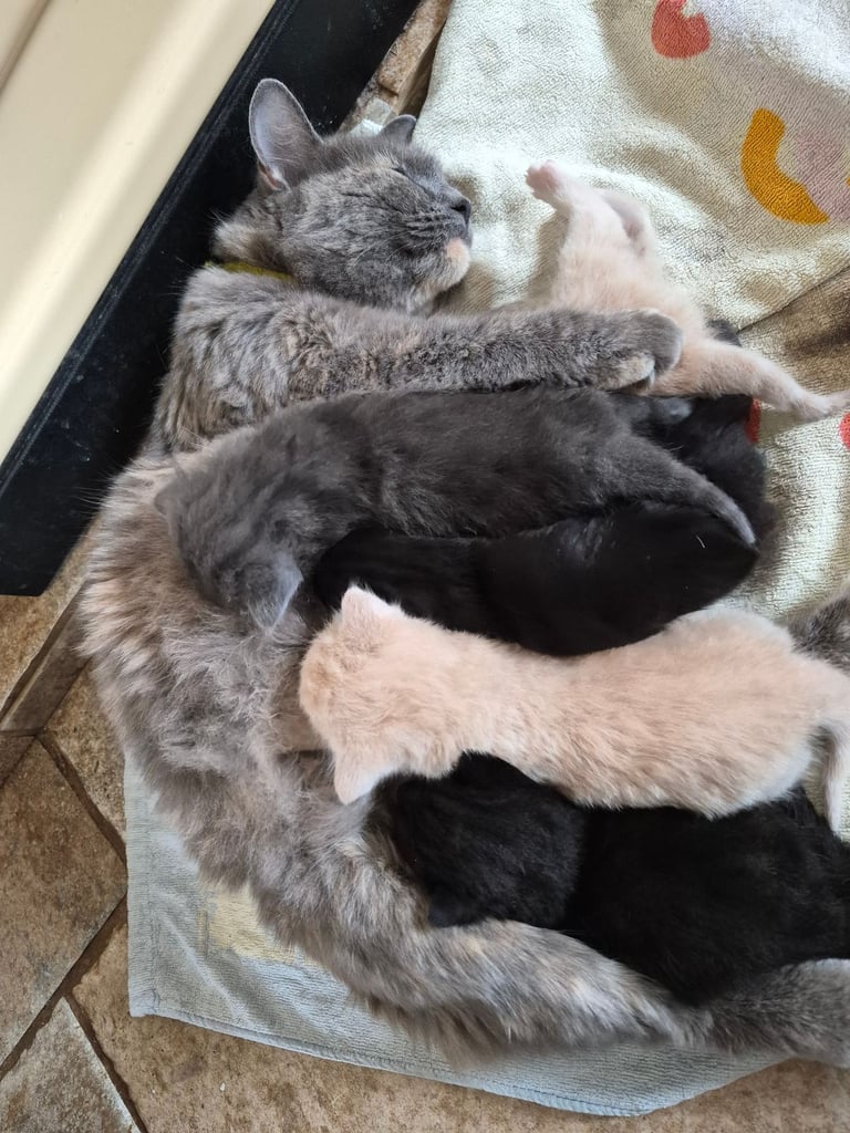 Gorgeous kittens for forever homes