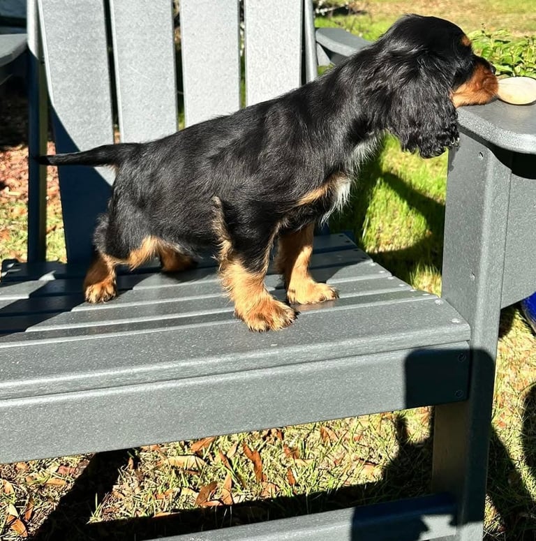 Cavalier King Charles spaniel puppies ready now