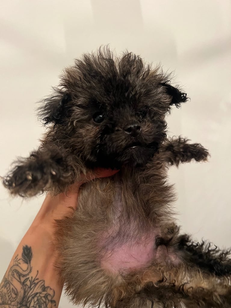 Toy poodle puppies for sale