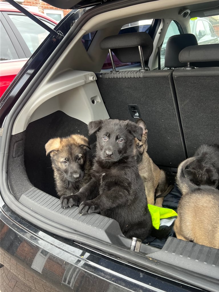 TOP CZECH LINE GERMAN SHEPHERD PUPPIES AVAILABLE!!