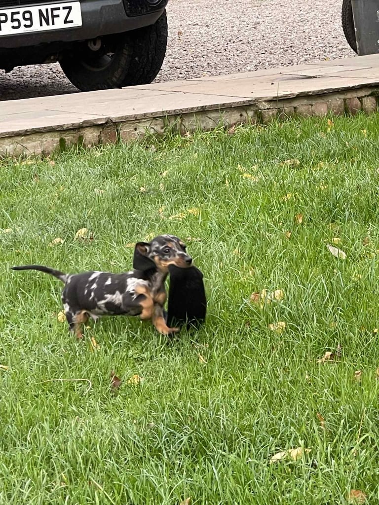 Dachshund puppies 🐶 