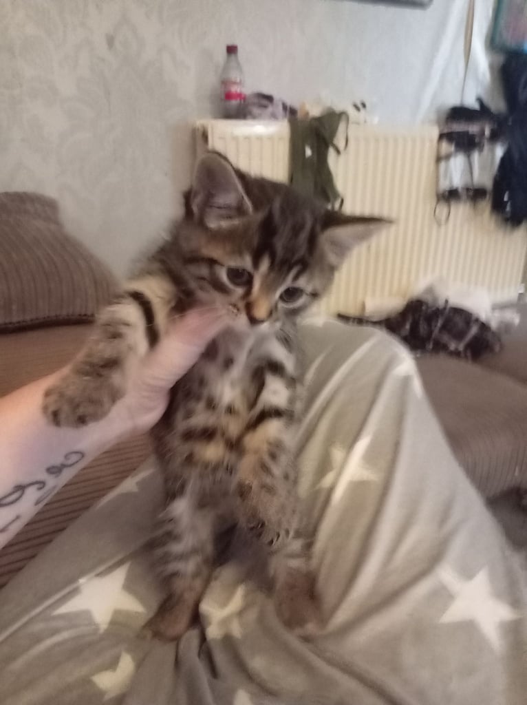 Black fluffy kitten tabby kitten 