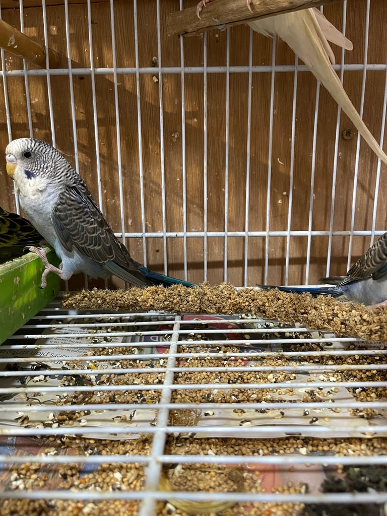 Budgies BW/Split BW